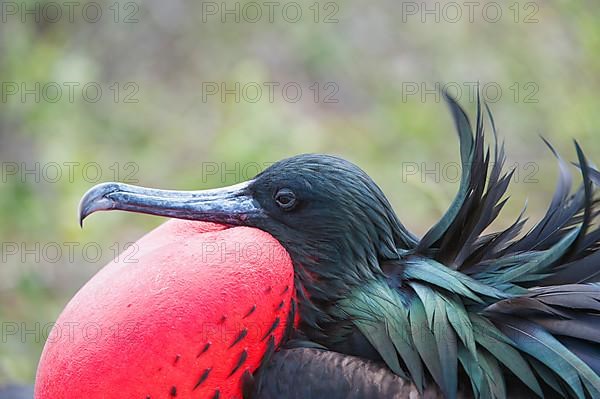 Great frigatebird