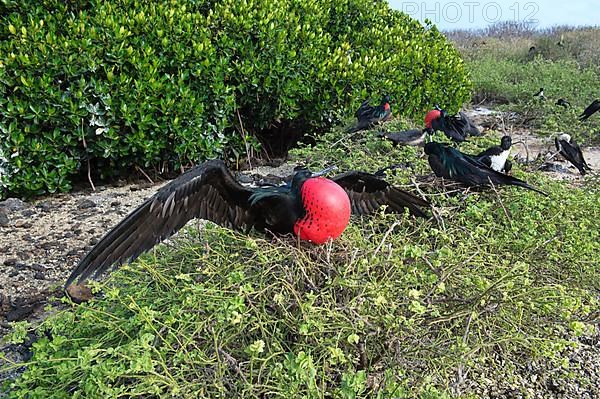 Great frigatebird