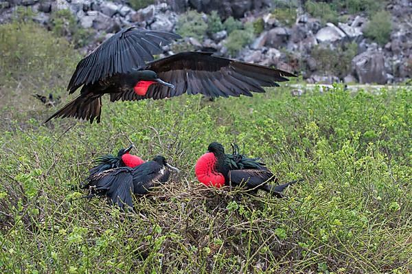 Great great frigatebird