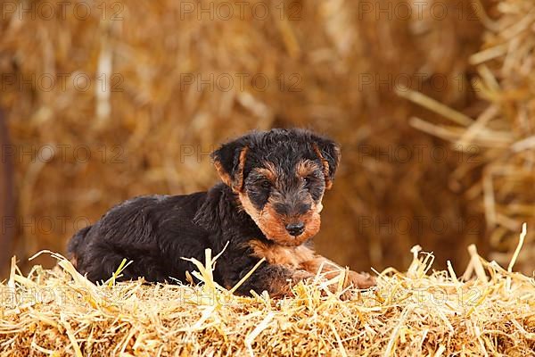 Welsh terrier