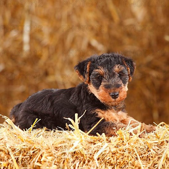 Welsh terrier