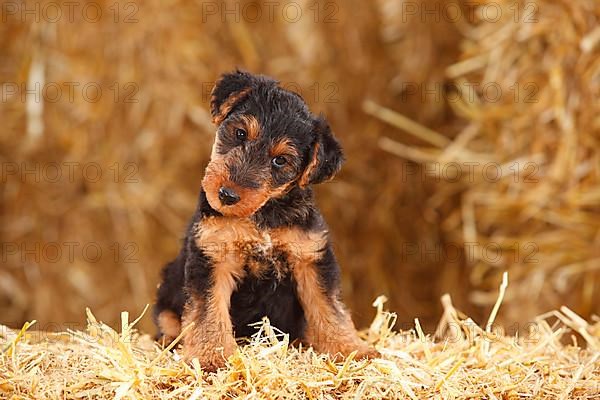 Welsh terrier