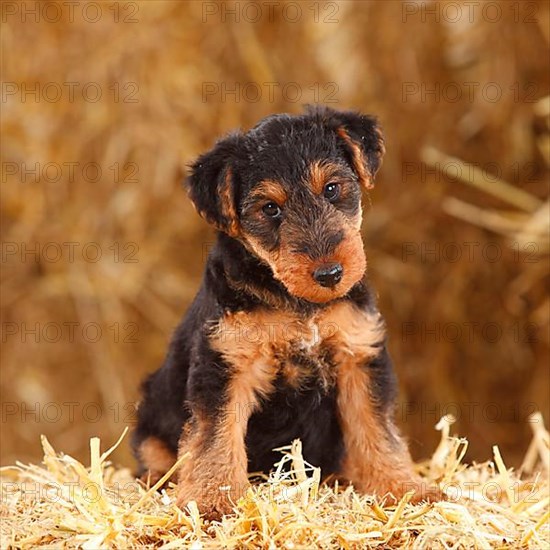 Welsh terrier