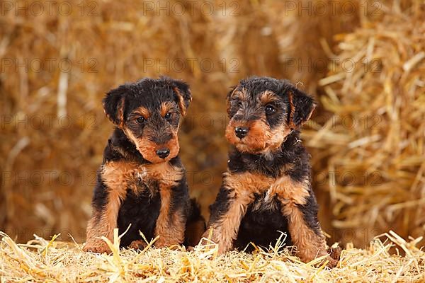 Welsh Terrier