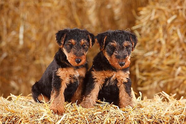 Welsh Terrier