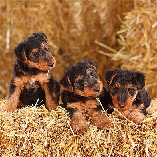 Welsh Terrier