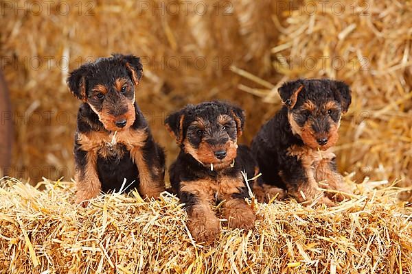 Welsh Terrier