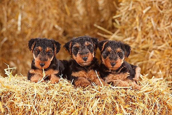 Welsh Terrier