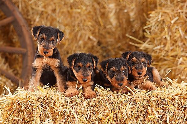 Welsh Terrier