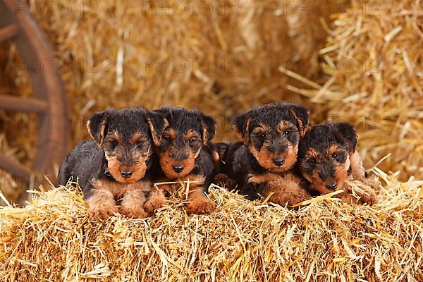 Welsh Terrier