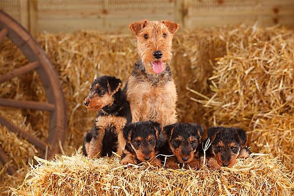 Welsh Terrier