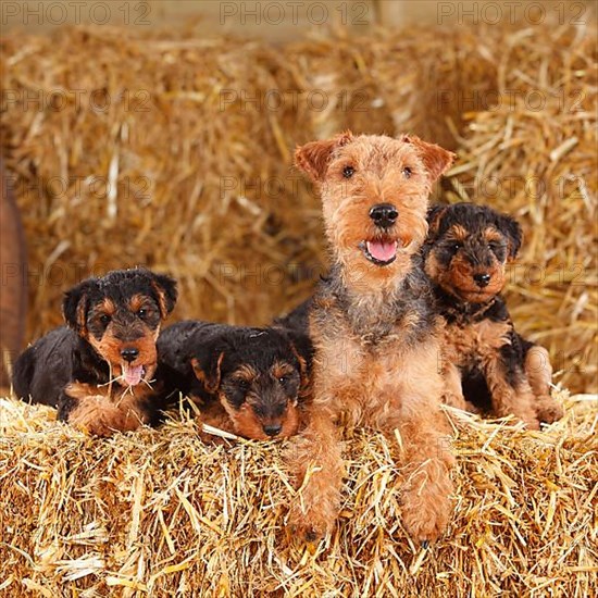 Welsh Terrier