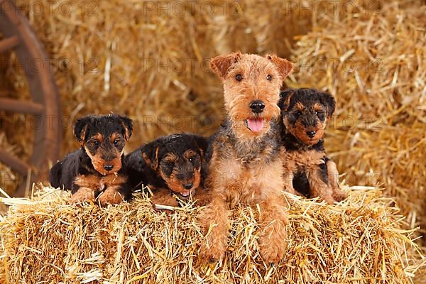 Welsh Terrier