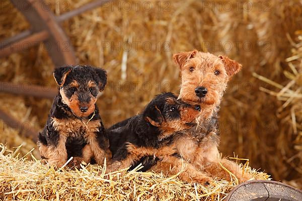 Welsh Terrier