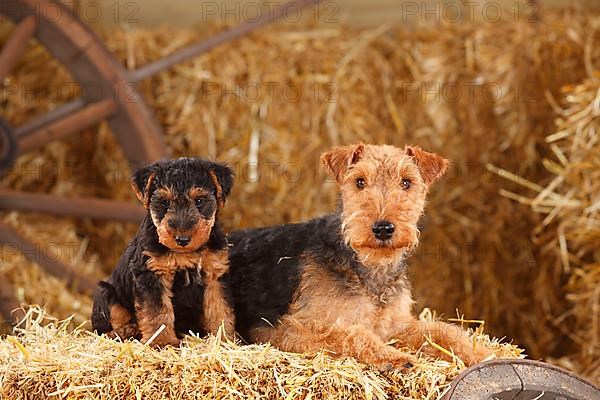 Welsh Terrier