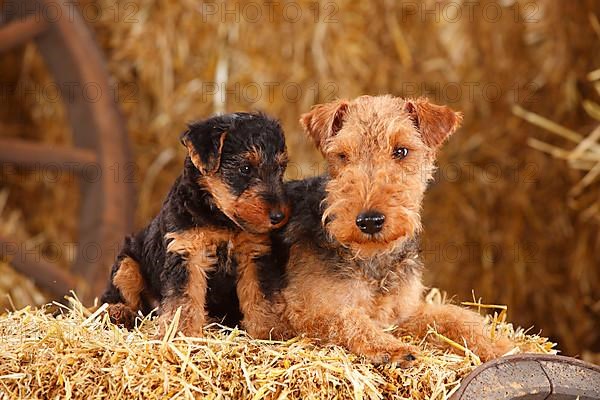 Welsh Terrier