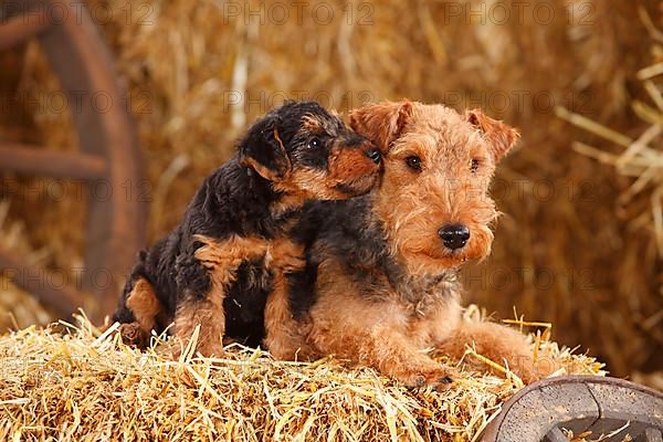 Welsh Terrier