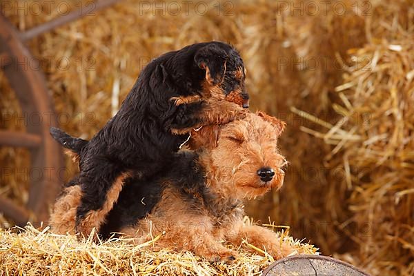 Welsh Terrier