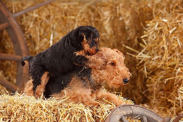 Welsh Terrier