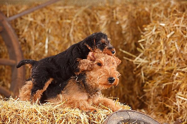 Welsh Terrier