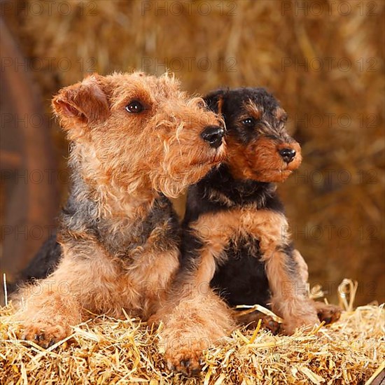 Welsh Terrier