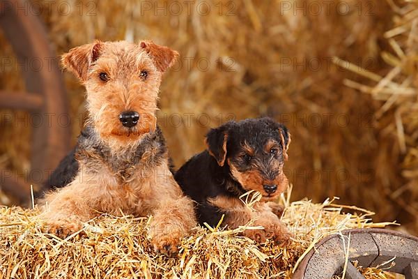 Welsh Terrier