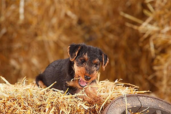 Welsh terrier