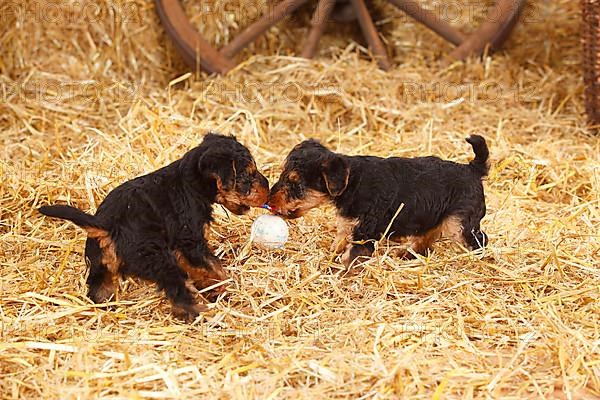 Welsh Terrier