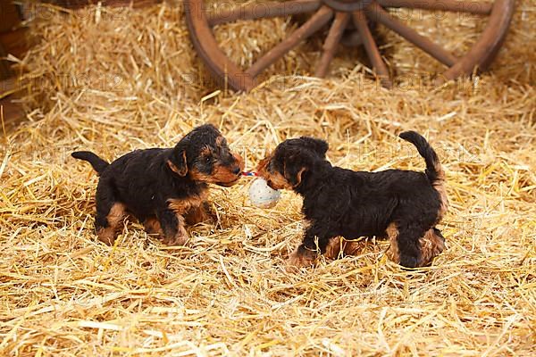 Welsh Terrier