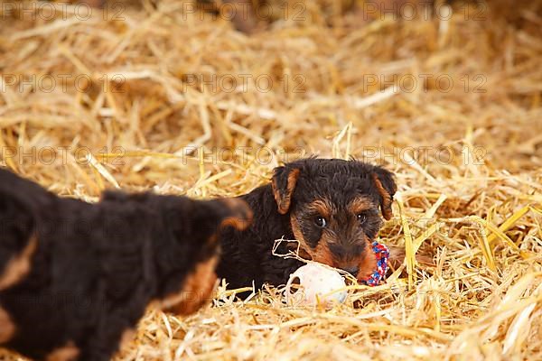 Welsh Terrier