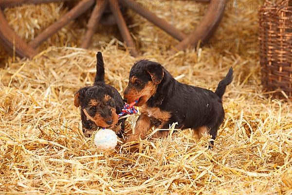 Welsh Terrier