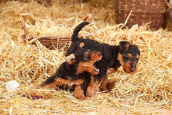 Welsh Terrier