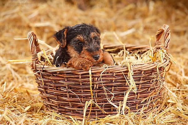 Welsh Terrier