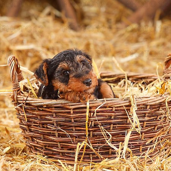 Welsh Terrier