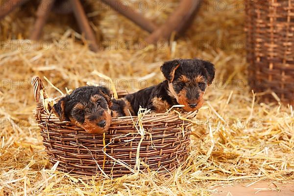 Welsh Terrier