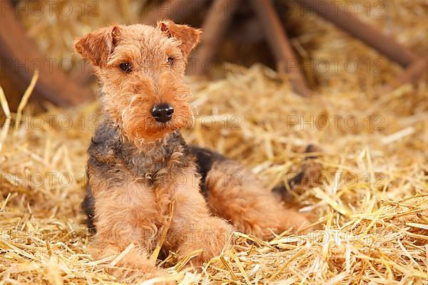 Welsh Terrier