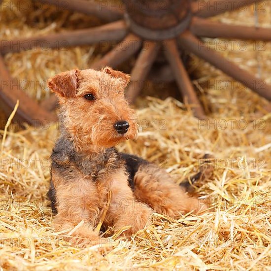 Welsh Terrier