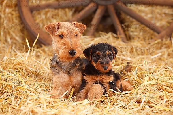 Welsh Terrier