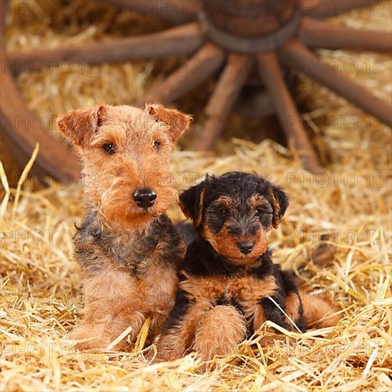 Welsh Terrier