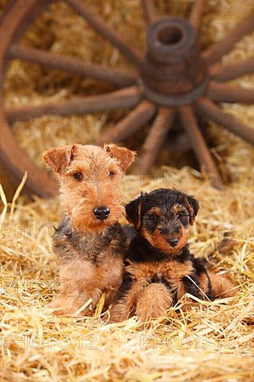 Welsh Terrier