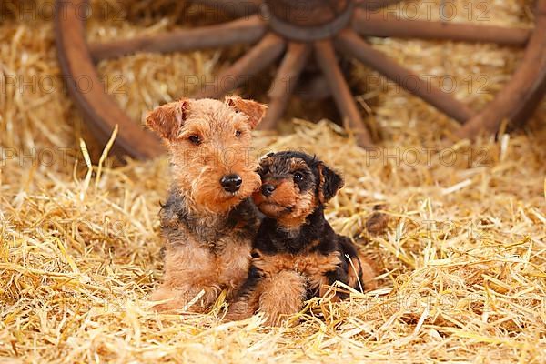 Welsh Terrier