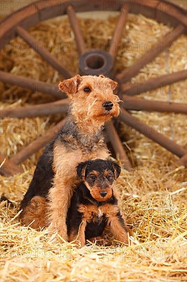 Welsh Terrier