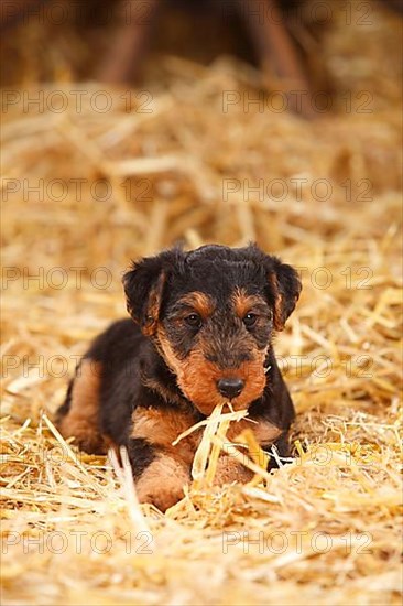 Welsh terrier