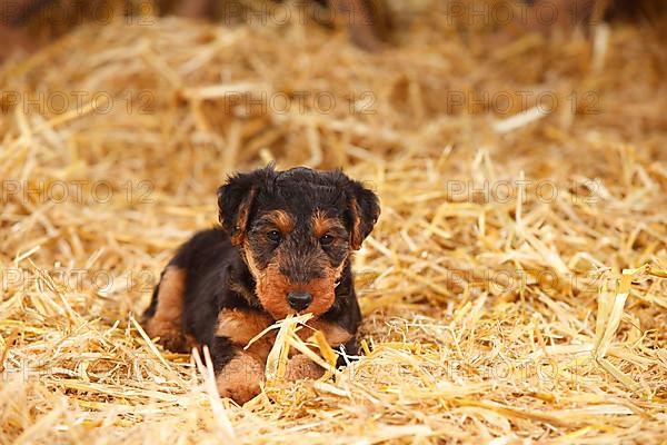 Welsh terrier