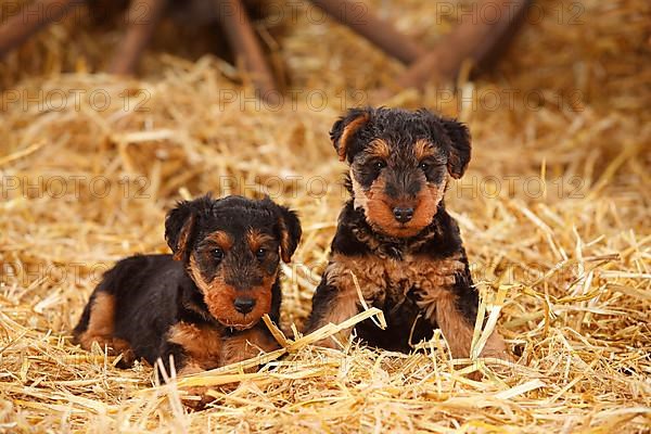 Welsh Terrier