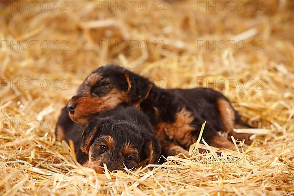 Welsh Terrier