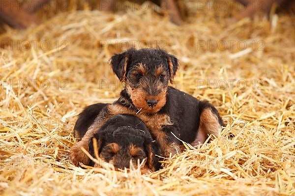 Welsh Terrier