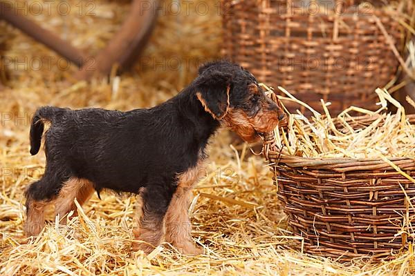 Welsh terrier