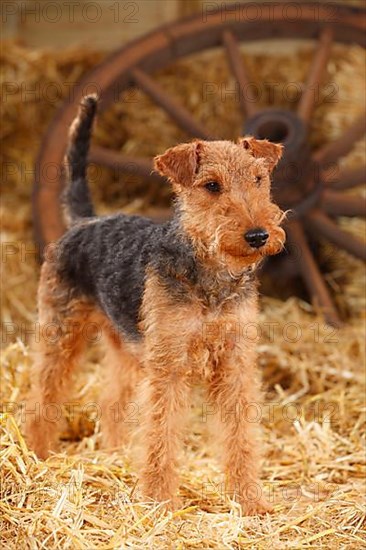 Welsh Terrier