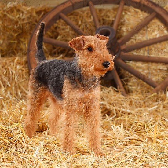 Welsh Terrier